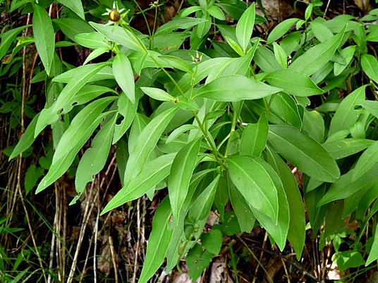 {Coreopsis pubescens var. robusta}